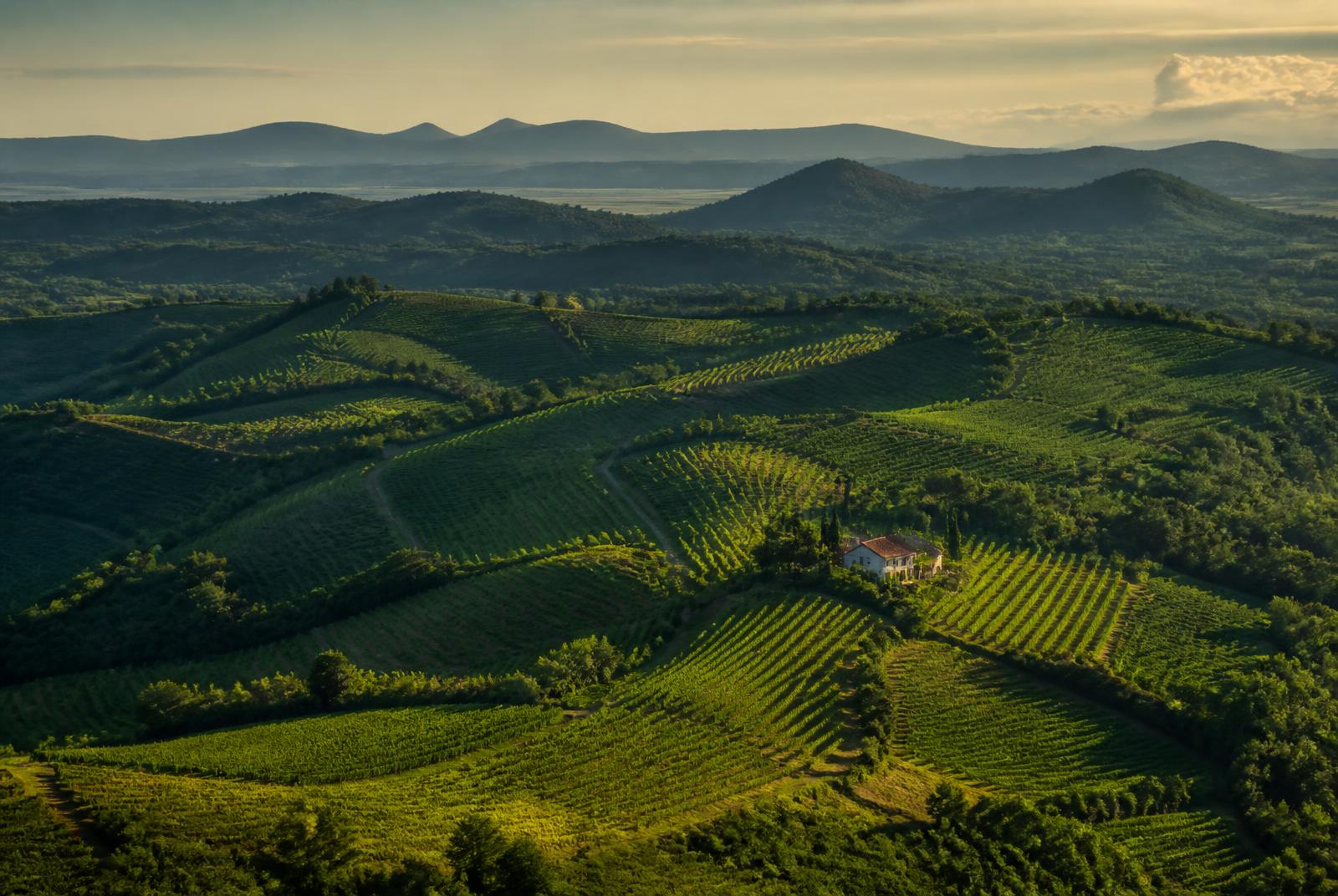 Rolling hills and vineyards in golden light — Hungarian countryside filming location